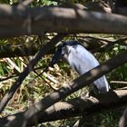 Vogel in Tortuguero