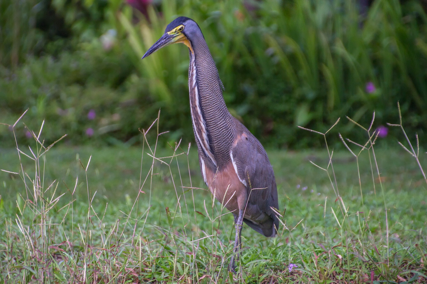 Vogel in Tortuguero, Costa Rica