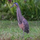 Vogel in Tortuguero, Costa Rica