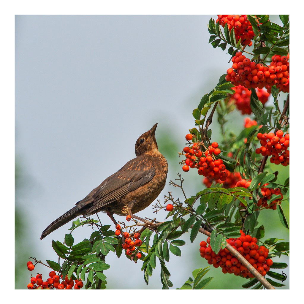 Vogel in Vogelbeere