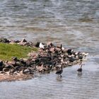 Vogel-Insel im Rantum-Becken