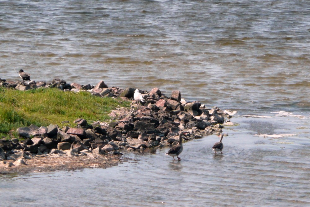 Vogel-Insel im Rantum-Becken