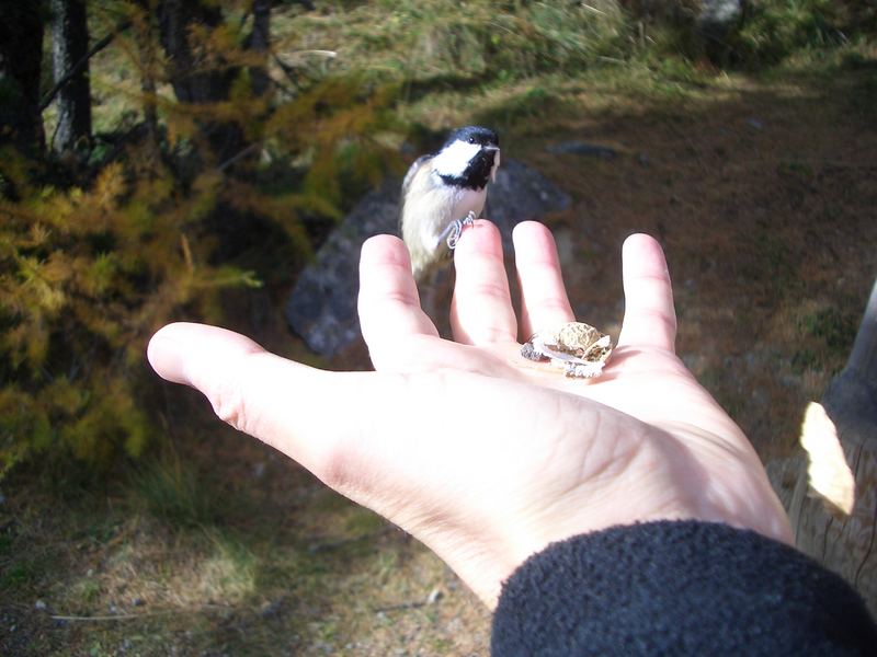 Vogel ist aus der Hand