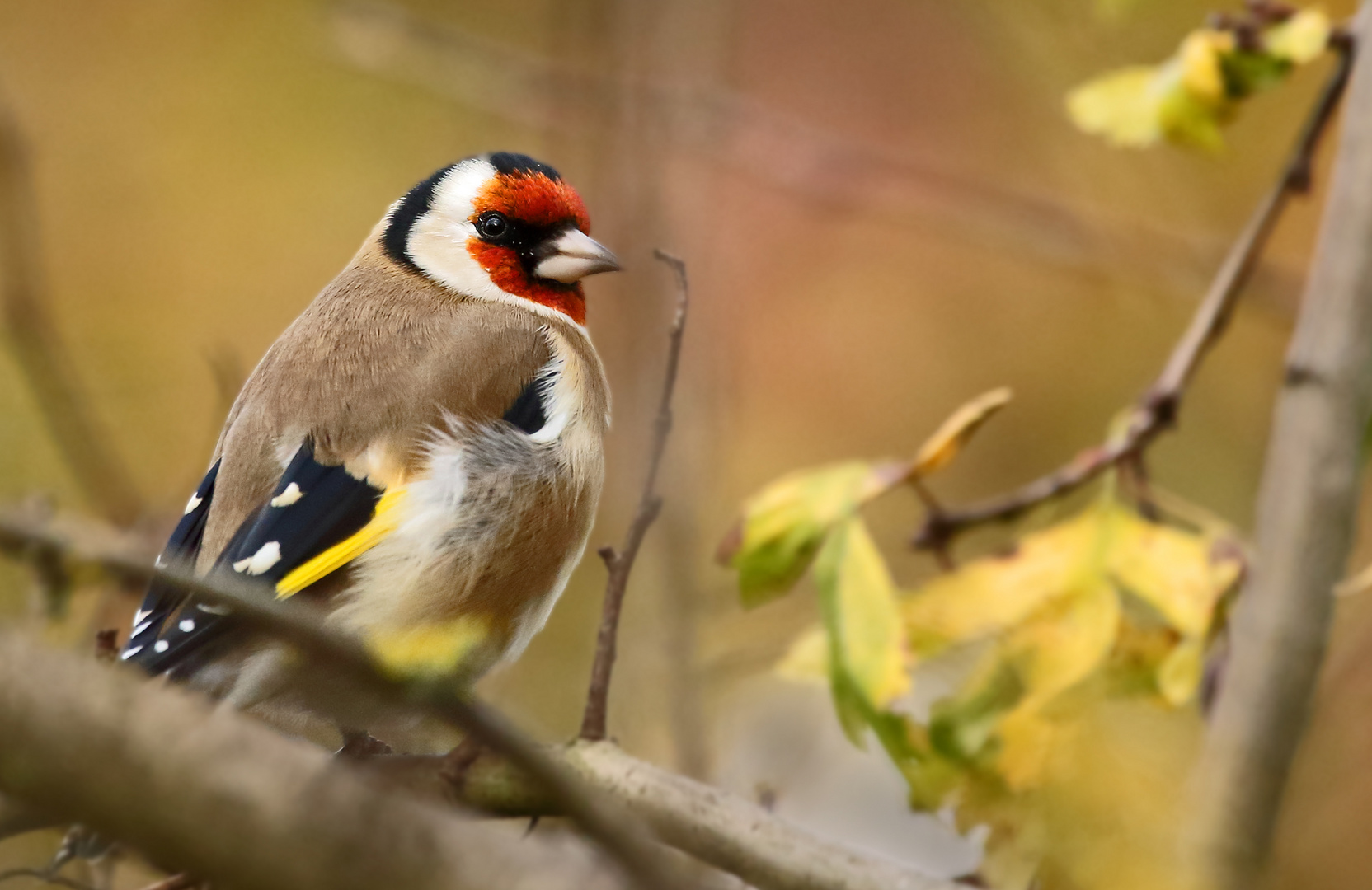 Vogel ist OK, aber irgendwas gefällt mir nicht