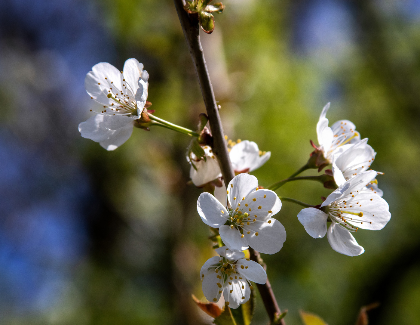 Vogel-Kirschblüte