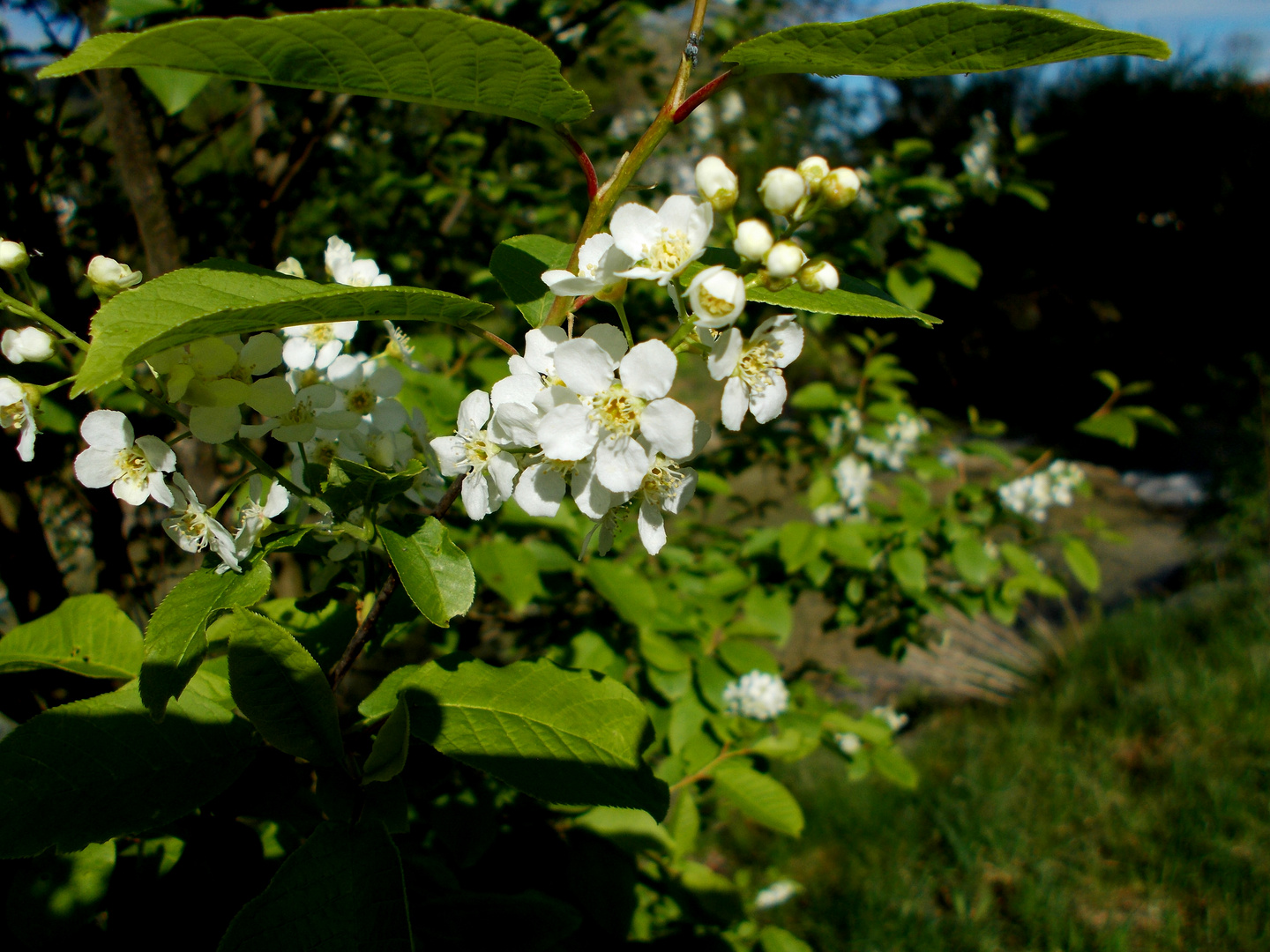 Vogel-Kirschblüte