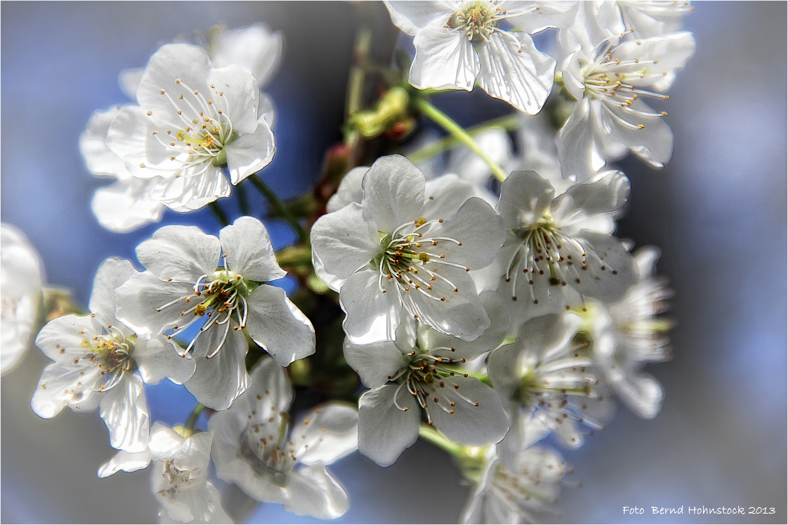 Vogel-Kirschblüte ..... oder der Mai ist gekommen