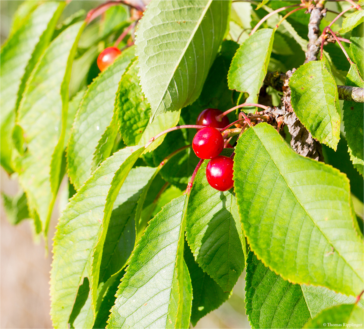 Vogel-Kirsche (Prunus avium)