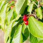 Vogel-Kirsche (Prunus avium)