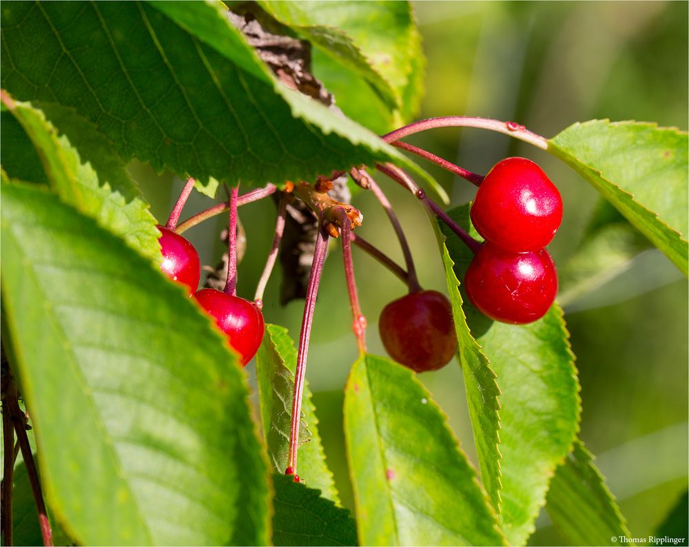 VogelKirsche (Prunus avium) 1700 Foto & Bild pflanzen, pilze