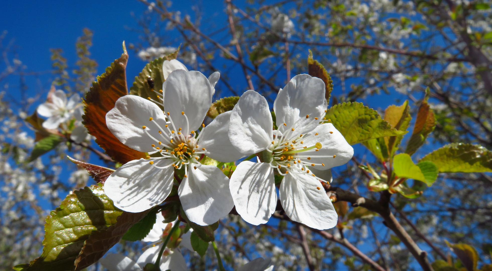 Vogel-Kirsche, Prunus avium, Blüten 