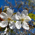 Vogel-Kirsche, Prunus avium, Blüten 