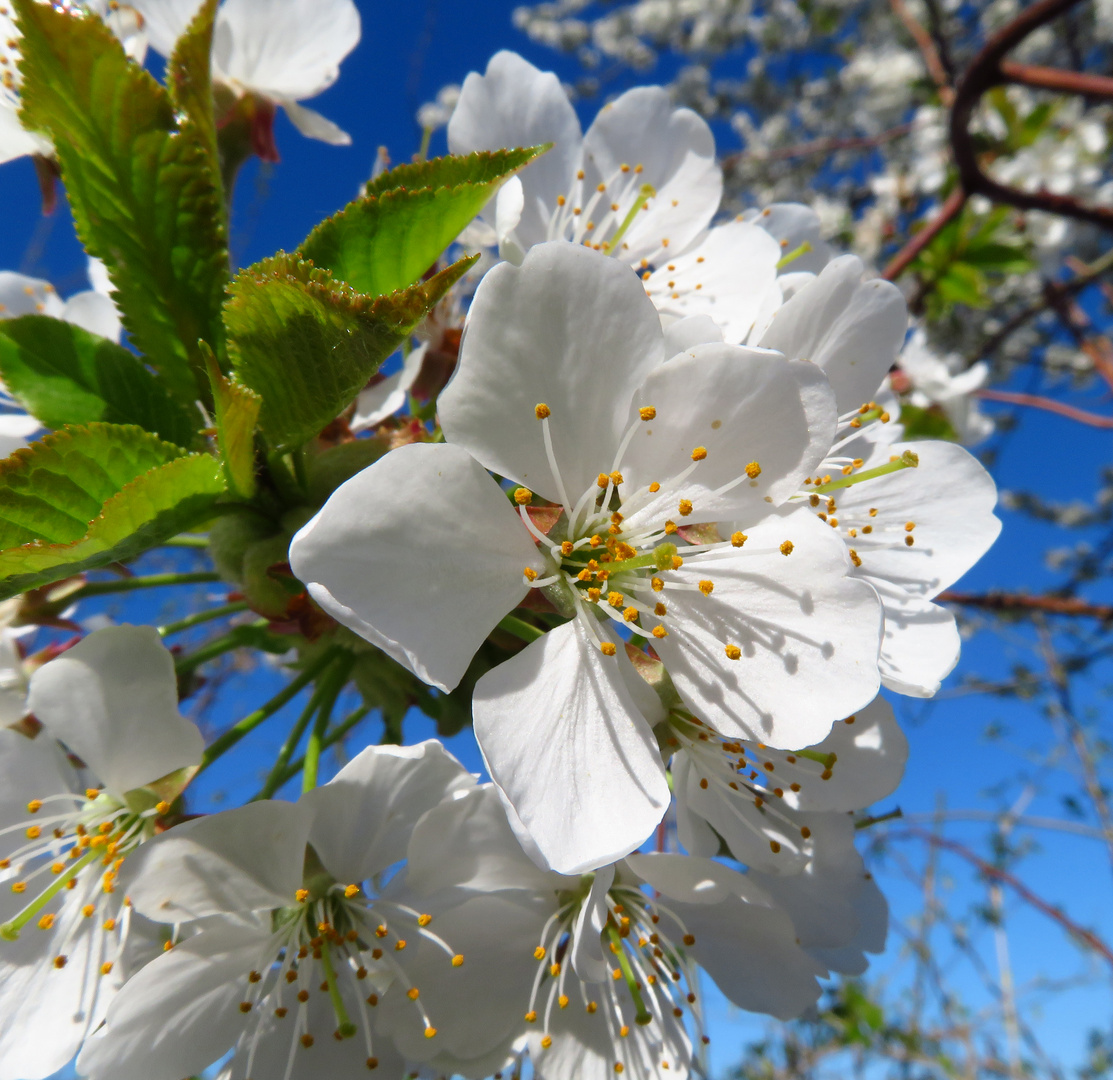 Vogel-Kirsche, Prunus avium, Blüten