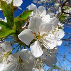 Vogel-Kirsche, Prunus avium, Blüten