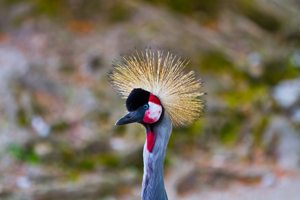 Vogel - Kopfschmuck