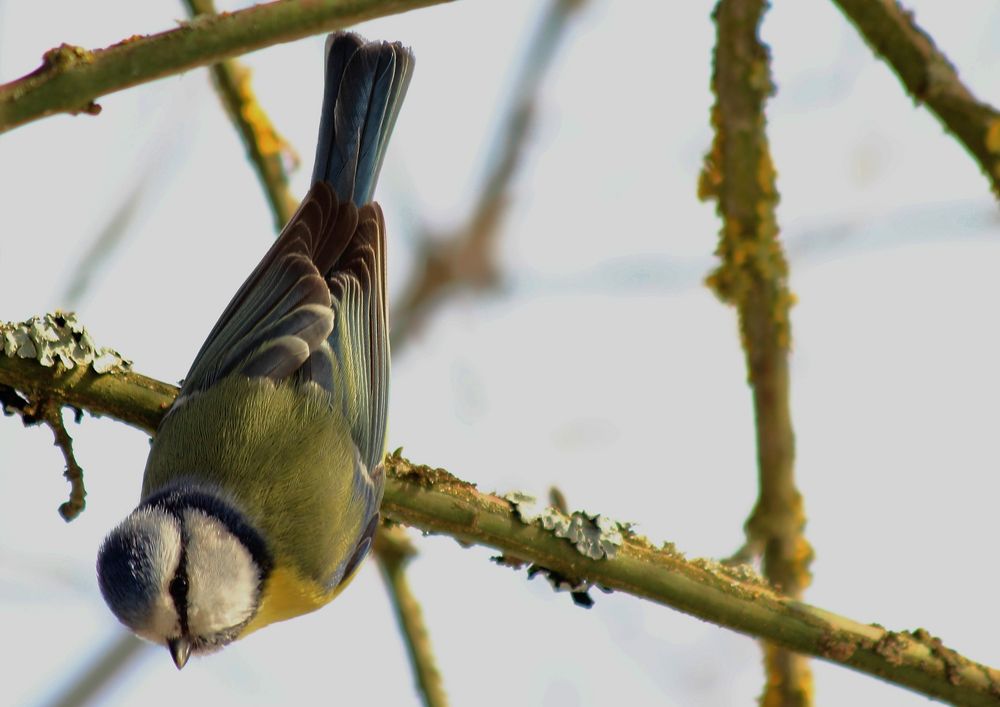 "Vogel - Kopfstand"