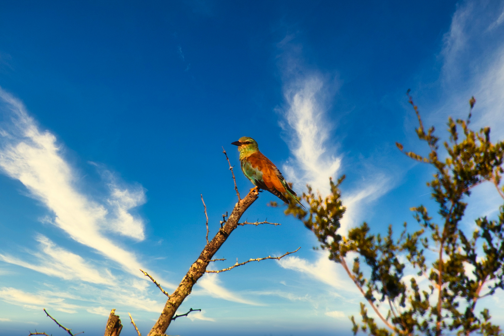 Vogel Krüger Nationalpark