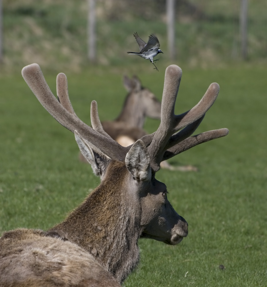 Vogel landet auf Hirschgeweih