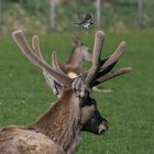 Vogel landet auf Hirschgeweih