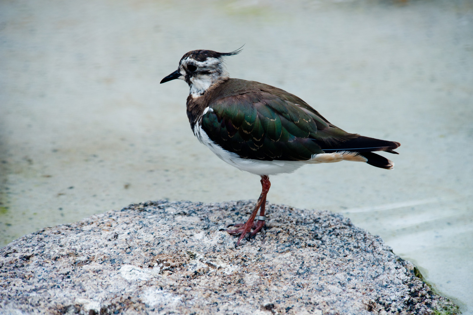 Vogel - Luiesenpark