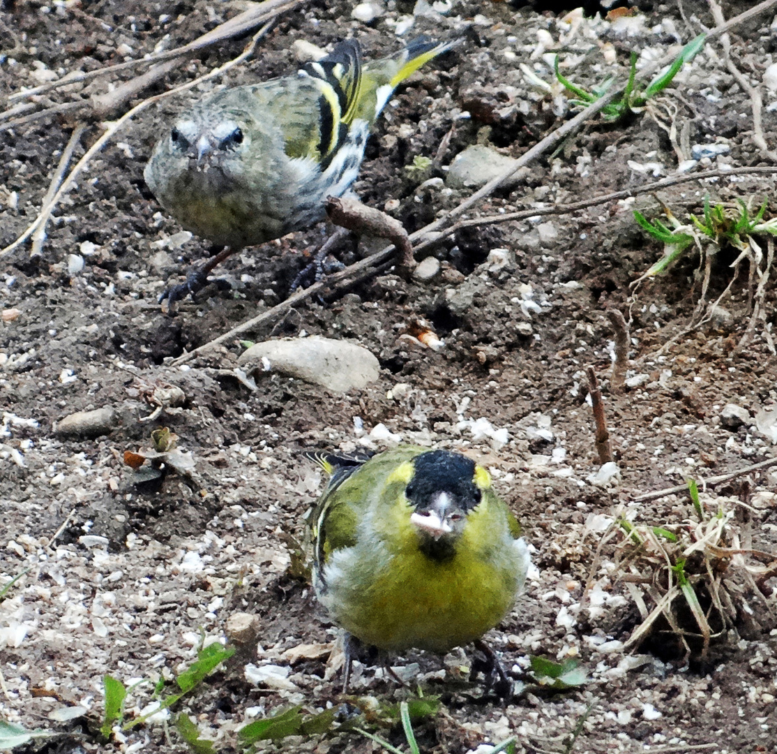 Vogel macht den Frosch