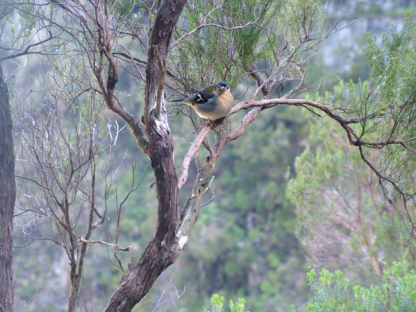 Vogel Madeira