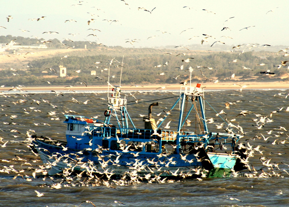 vogel. meer. vogelmeer.