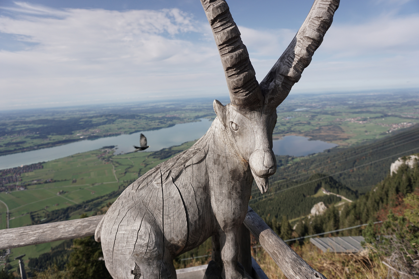 Vogel meets Steinbock