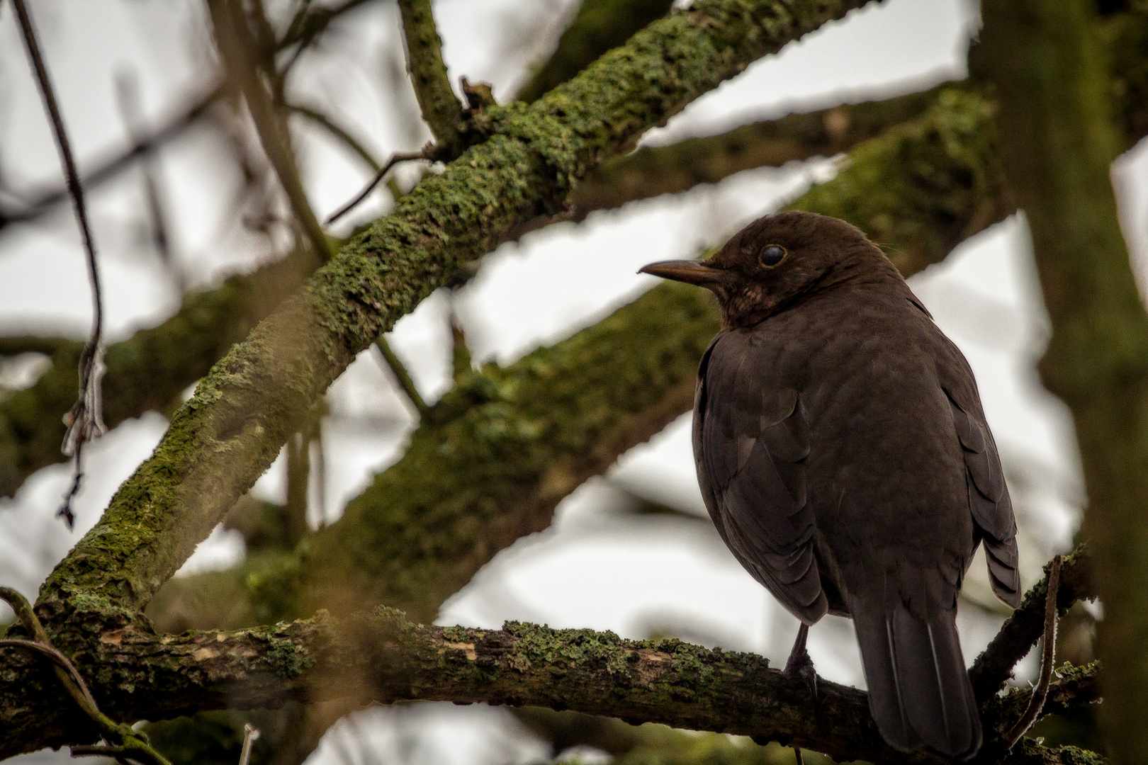 Vogel mit A...