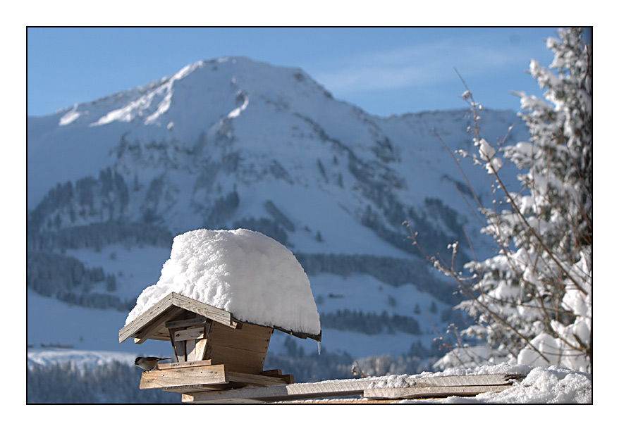 Vogel mit Aussicht