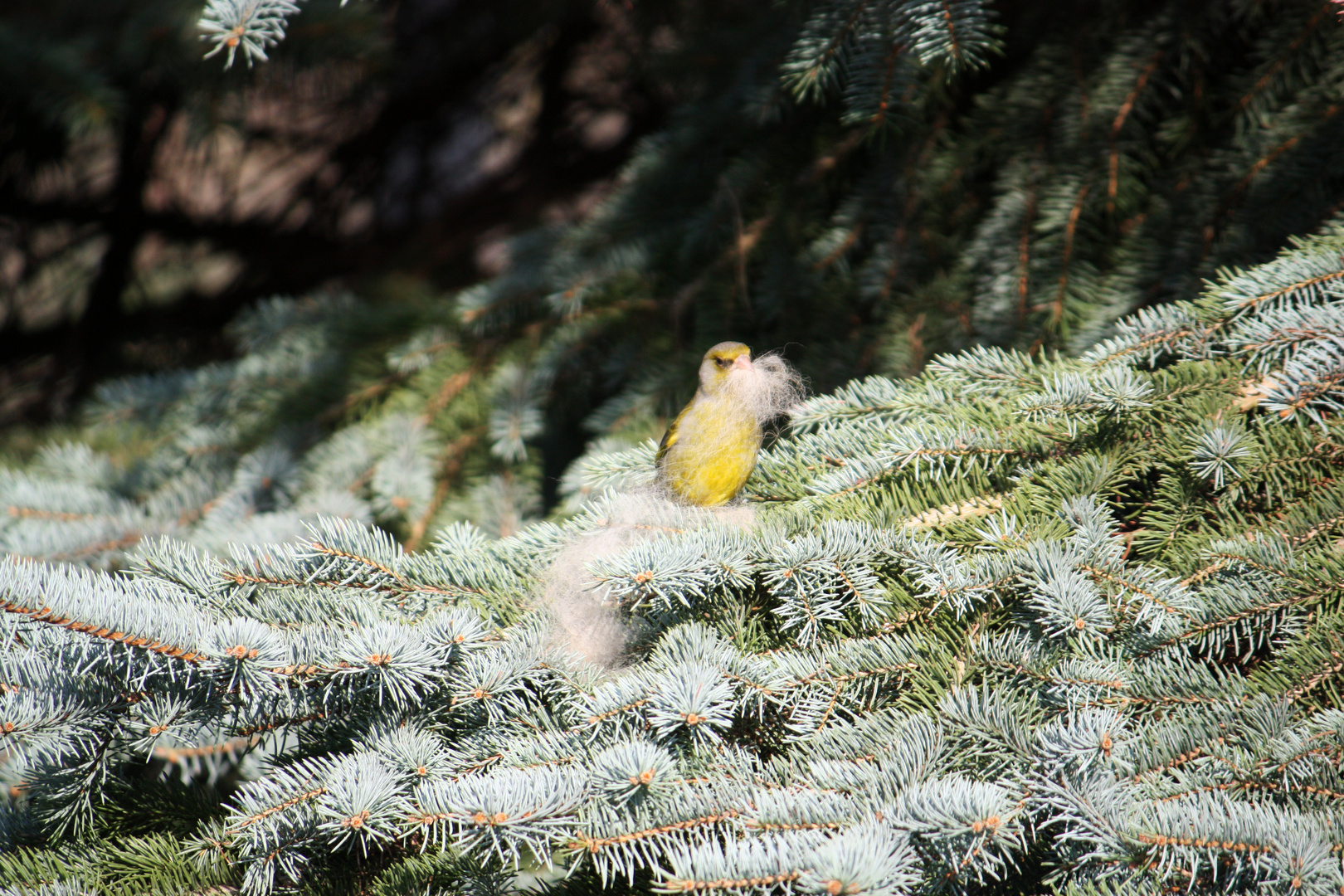 Vogel mit Bart