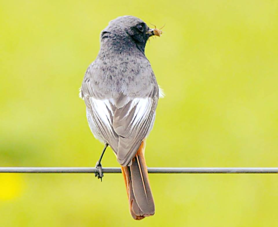 Vogel mit Beute 