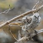 Vogel mit blauen Augen