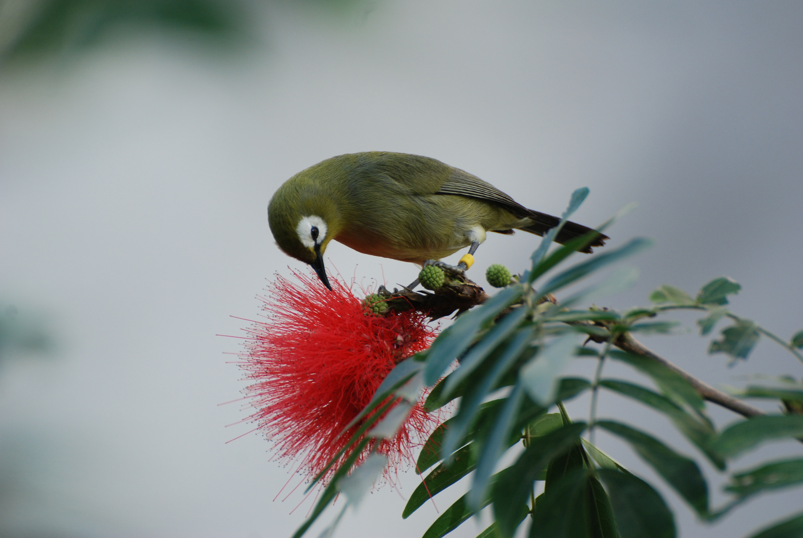 Vogel mit Blütenpracht