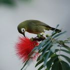 Vogel mit Blütenpracht