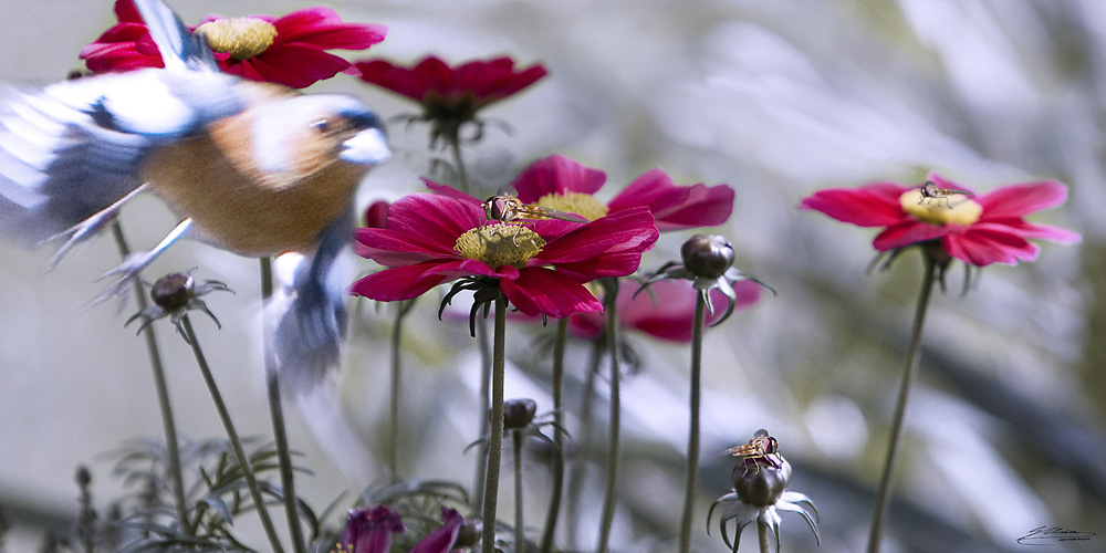 Vogel mit drei Fliegen