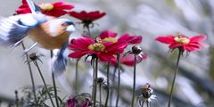 Vogel mit drei Fliegen