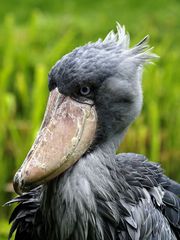 Vogel mit einem Riesenschnabel