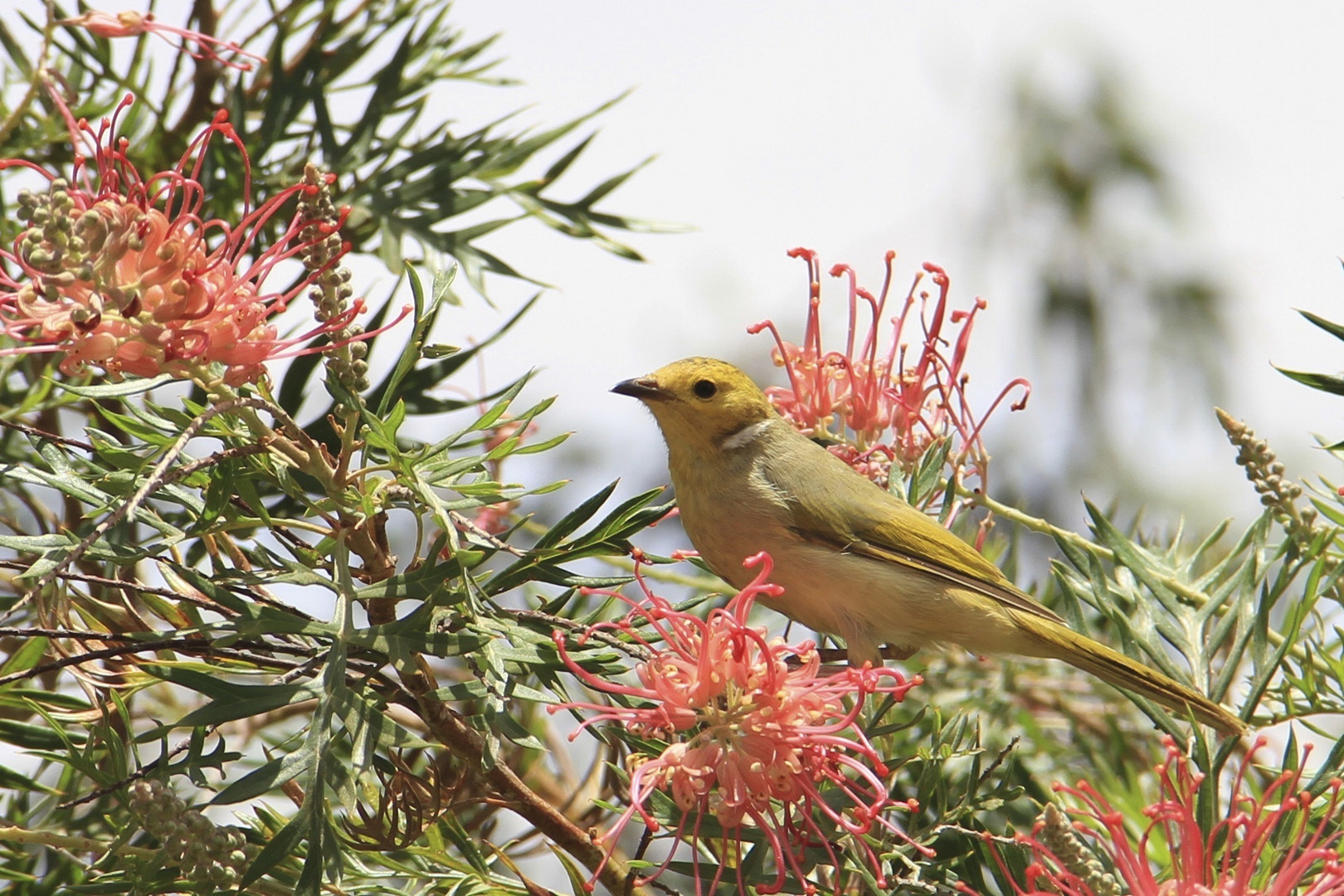 Vogel mit goldenem Kopf