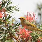 Vogel mit goldenem Kopf