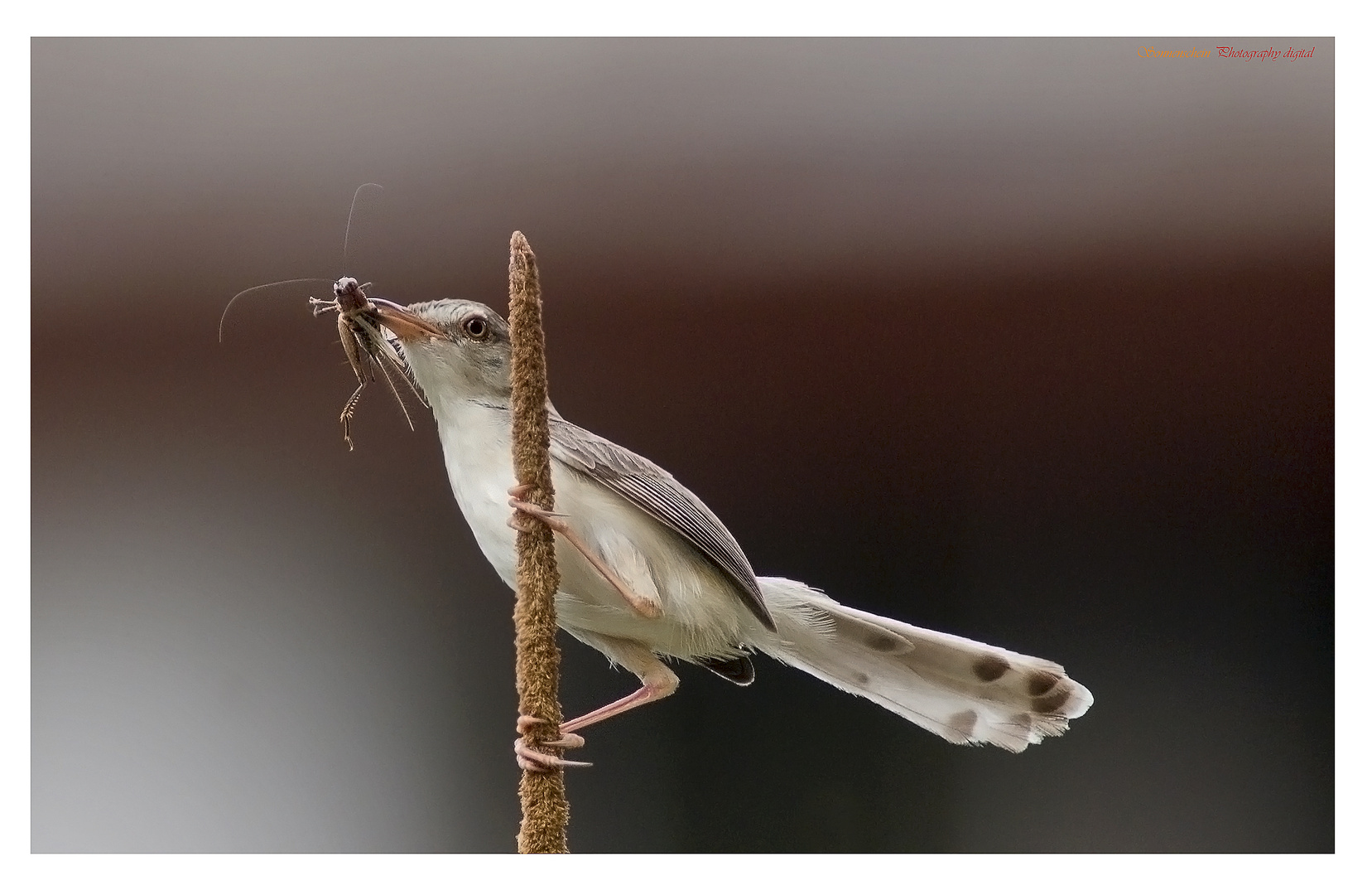 Vogel mit Heuschrecke