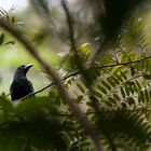 Vogel mit Höcker auf dem Schnabel