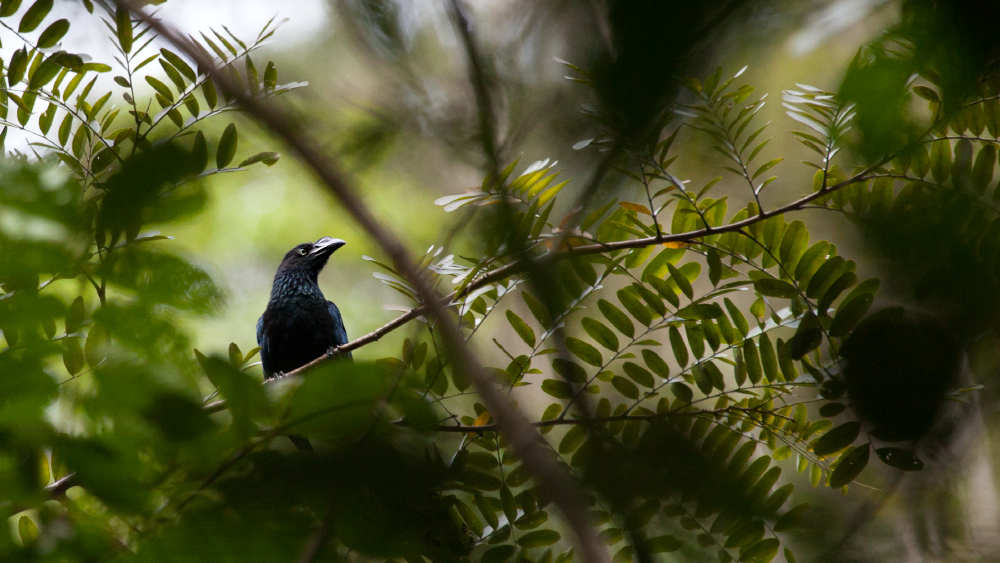 Vogel mit Höcker auf dem Schnabel