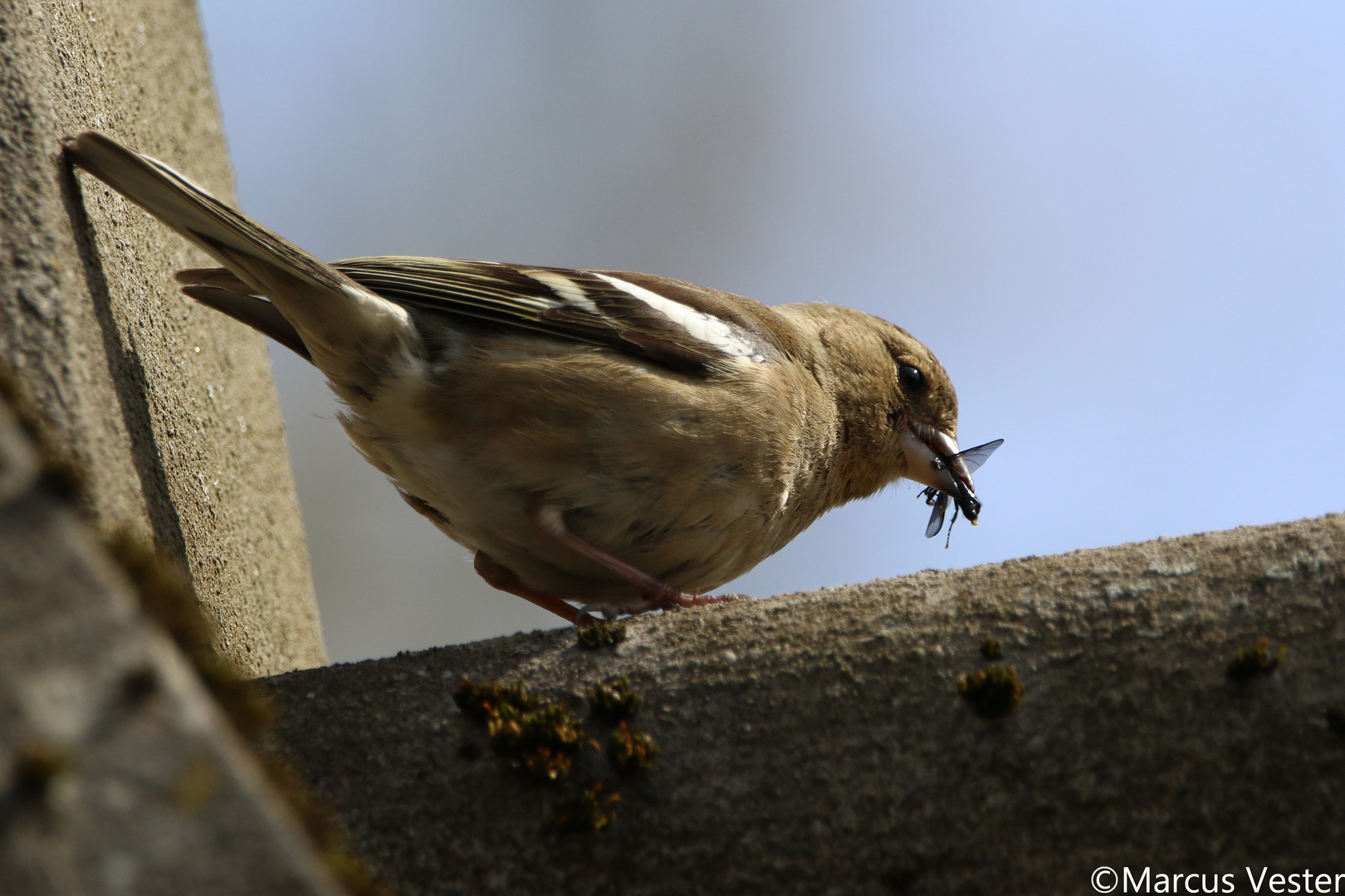 Vogel mit Insekt