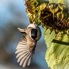 Vogel mit Korn