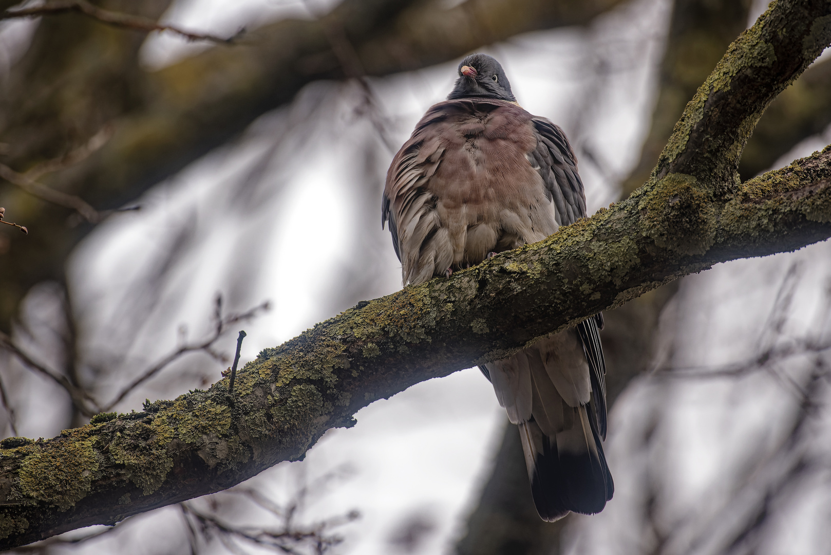 Vogel mit Krankheit