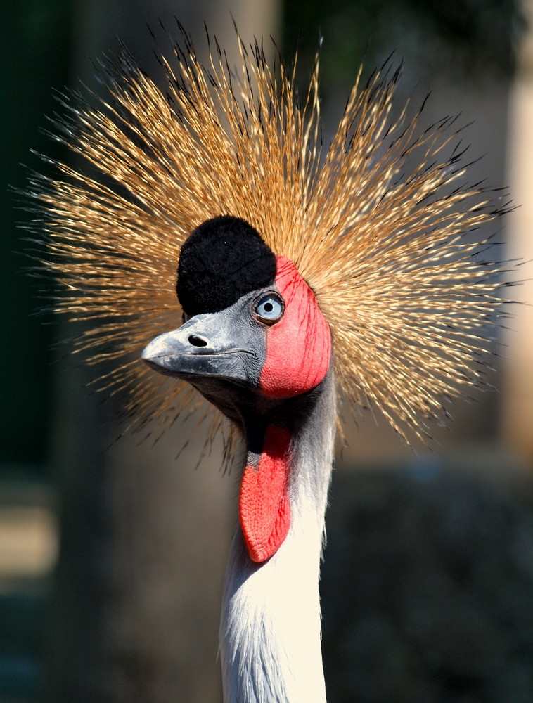 Vogel mit Krone