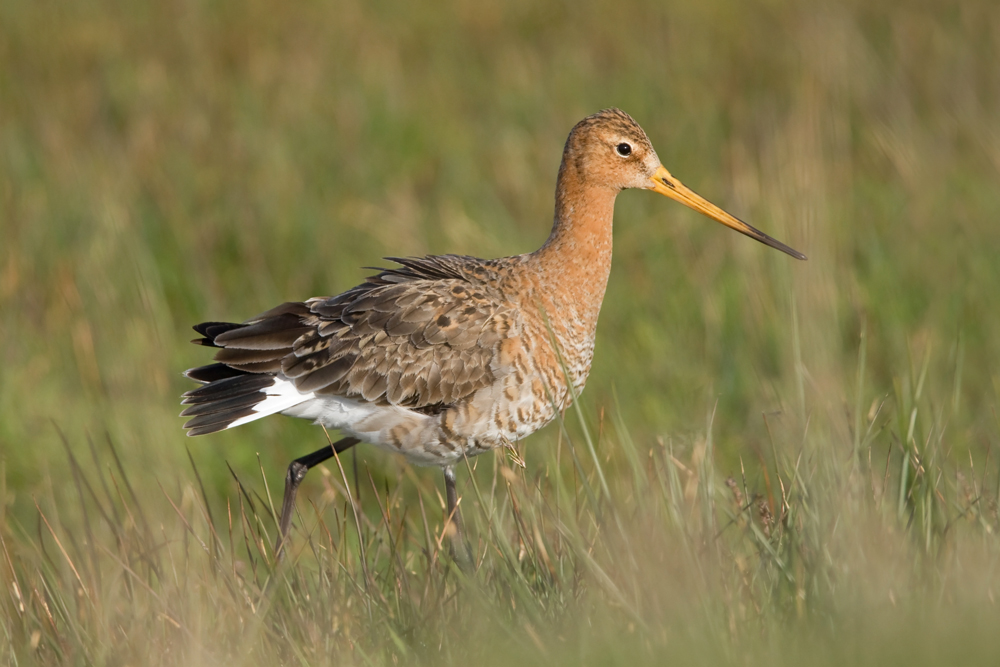 Vogel mit langem Gesicht