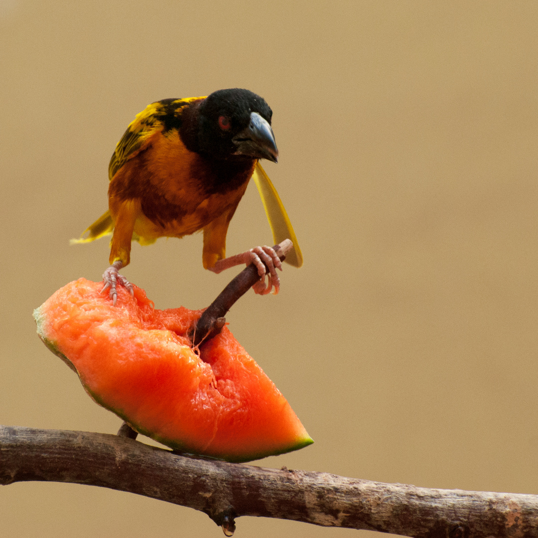 Vogel mit Melone