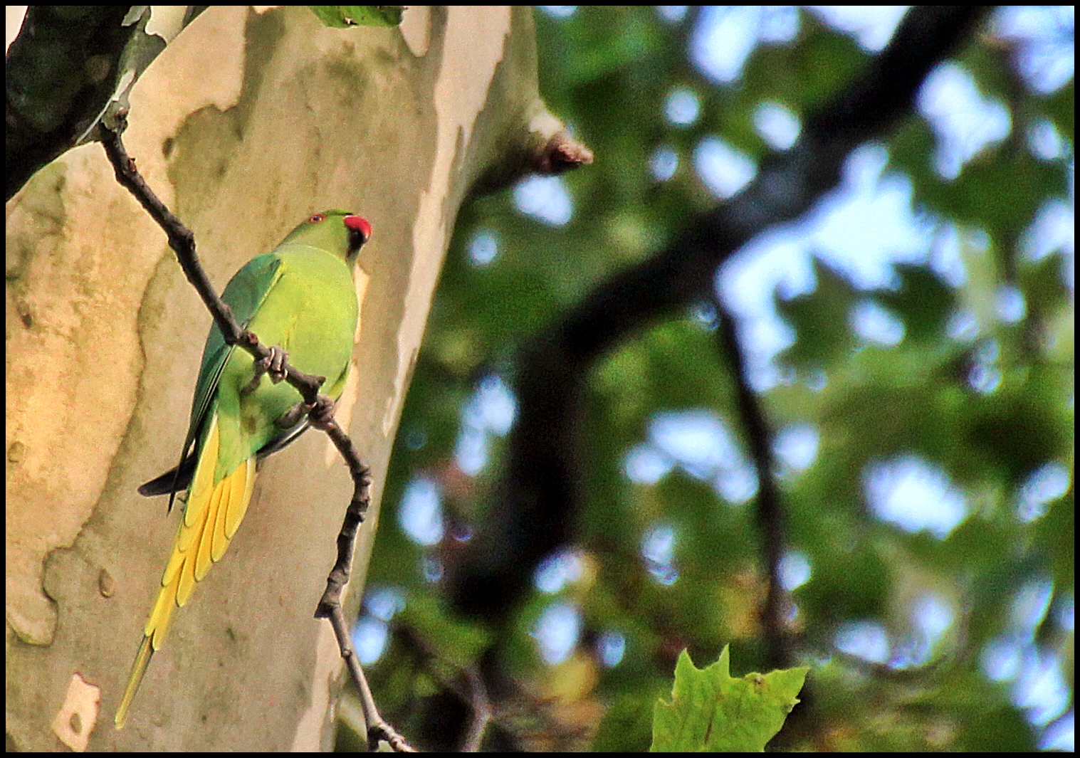 Vogel mit Migrationshintergrund